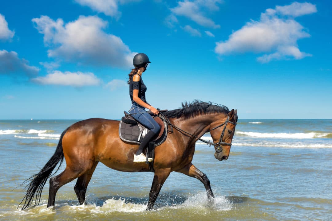 Horseback Riding in ocean shores wa